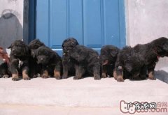 藏獒幼犬购买常见问题