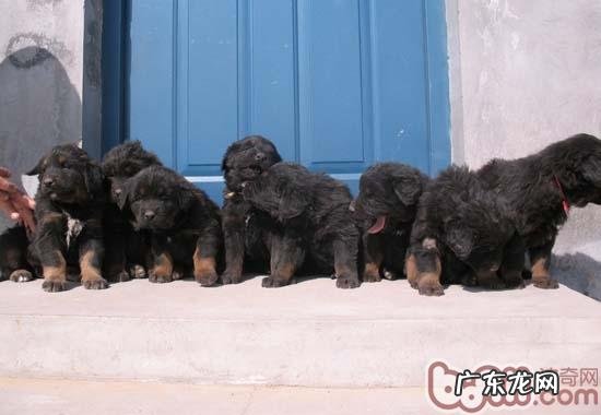 藏獒幼犬购买常见问题