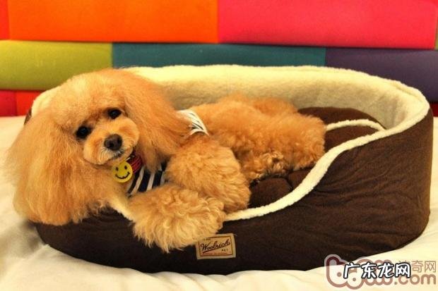 冬天小狗好睡眠质量,狗狗的窝很重要