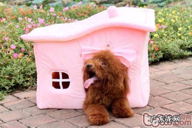 冬天小狗好睡眠质量,狗狗的窝很重要