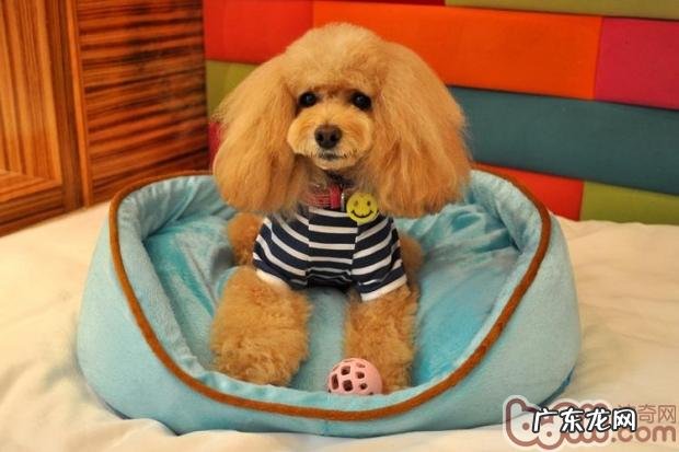 冬天小狗好睡眠质量,狗狗的窝很重要