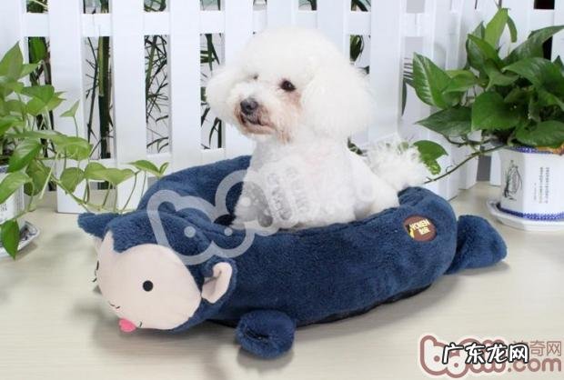 冬天小狗好睡眠质量，狗狗的窝很重要