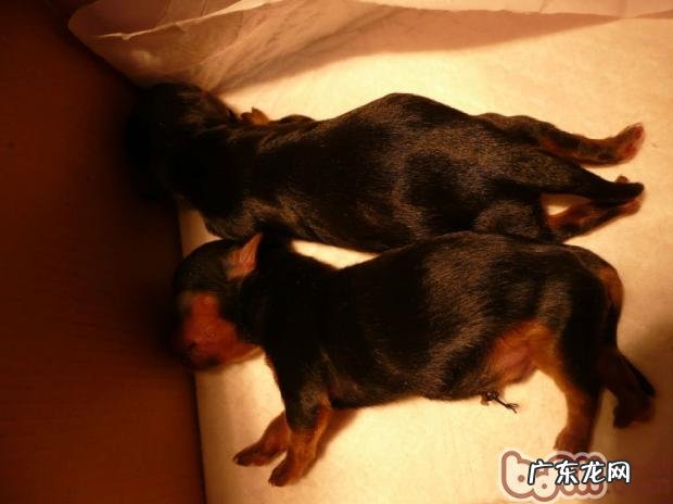 新犬进家，战略思想