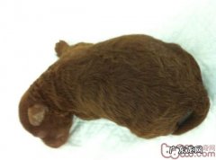 新犬进家，战略思想