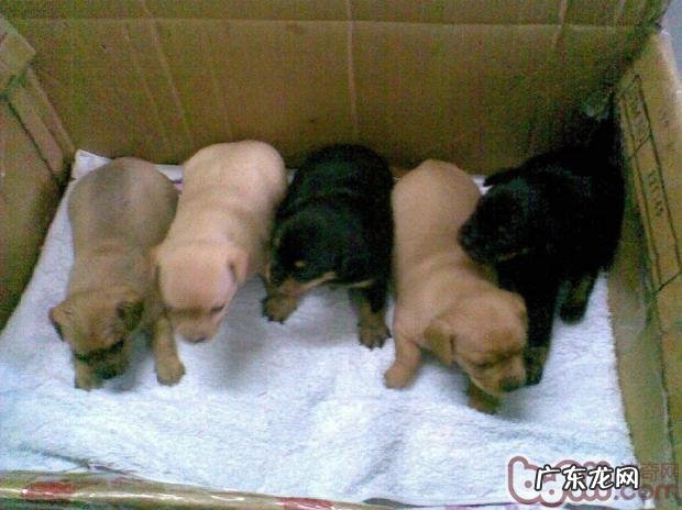 新犬进家,战略思想