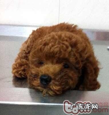 新犬进家，战略思想