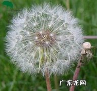 蒲公英的外形特征和性格特点 蒲公英的外形特征