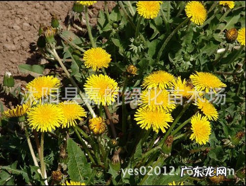 和蒲公英种子相似的植物 种子类似蒲公英的藤蔓植物