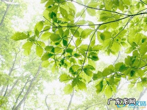 夏天描写荷花的段落 夏天描写