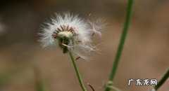 月季花的生活环境和主要特征 蒲公英的生活环境和主要特征