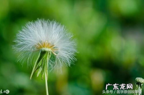 月季花的生活环境和主要特征 蒲公英的生活环境和主要特征