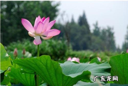 描写夏天的季节特点200字 描写夏天的季节特点写一段话