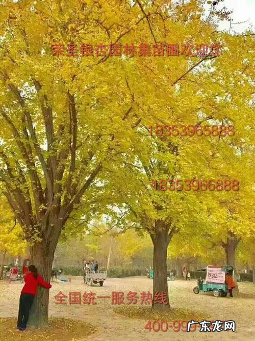 山东最大银杏林在哪里 山东最大的银杏基地