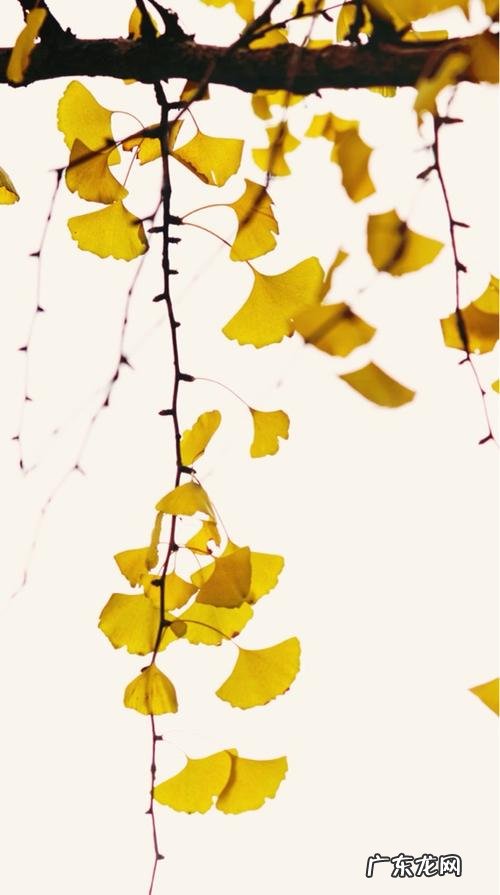 秋天银杏落叶的文案 形容秋天的银杏叶子文案