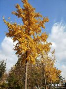 描写秋天银杏树的优美段落,两百字 描写秋天的银杏树的优美段落