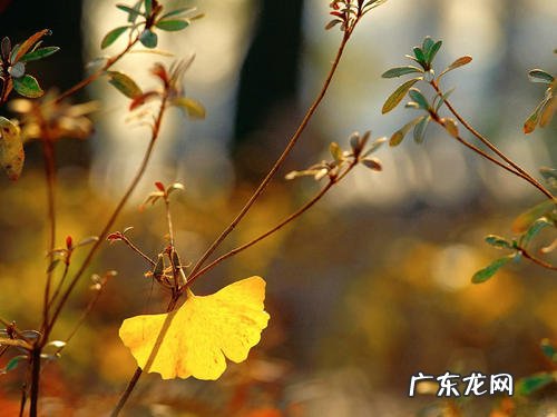 描写秋天银杏树的优美段落,两百字 描写秋天的银杏树的优美段落