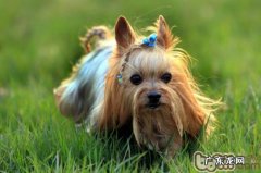 最Top30小狗聪慧度排名榜