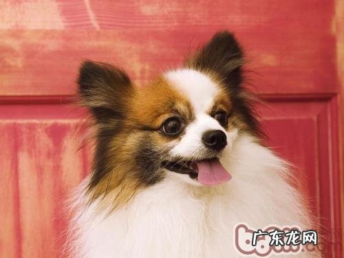 蝴蝶犬的发源与外观设计特点