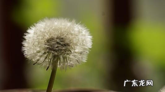 怎样描写蒲公英开花的样子 怎样描写蒲公英