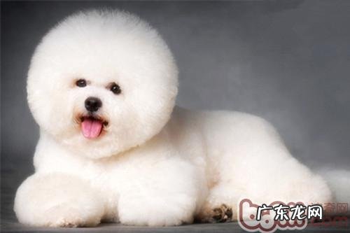 给小狗养毛能够从饮食搭配学起