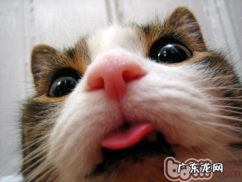 小宠物大头照的拍攝方式与方法