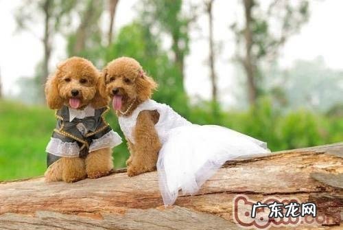 给小狗拍出与众不同的景色靓照