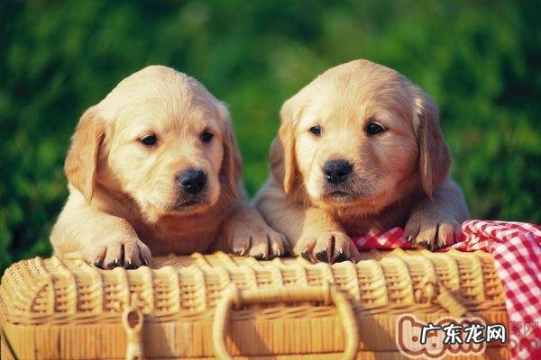 10种主人家能和狗共享资源的食材