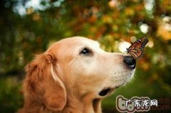 怎样拍出小狗的自然之美