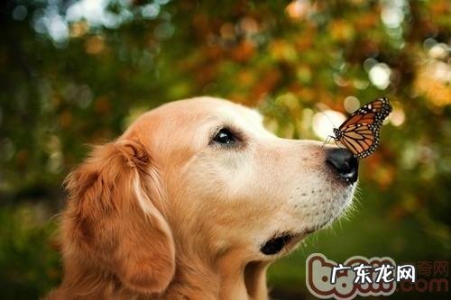 怎样拍出小狗的自然之美