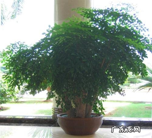 什么树是吉祥树 十大吉祥之树什么树最旺