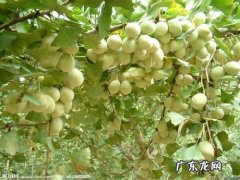 白果的外貌描写