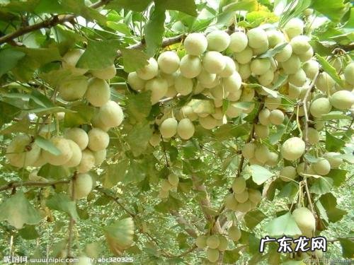 白果的外貌描写