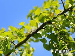 银杏树在阳光的照耀下 阳光下的银杏树图片