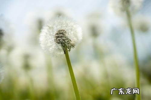 描写蒲公英种子的词语和表达 描写蒲公英的词语有哪些