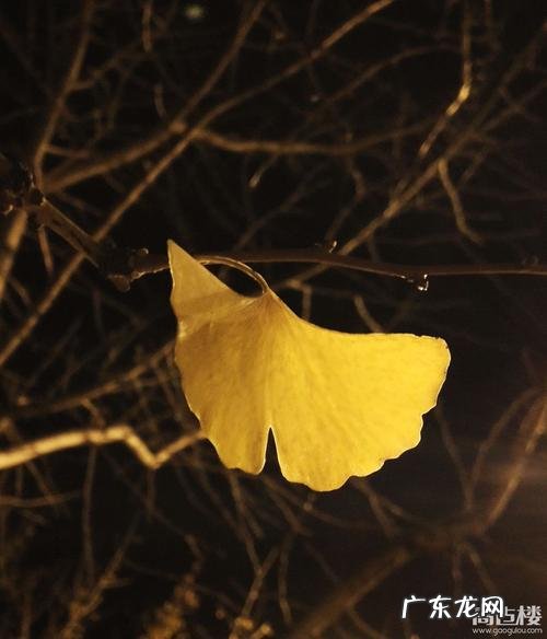 银杏树描写300字 雨后的银杏树描写