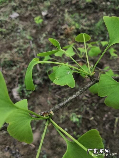 银杏树描写300字 雨后的银杏树描写