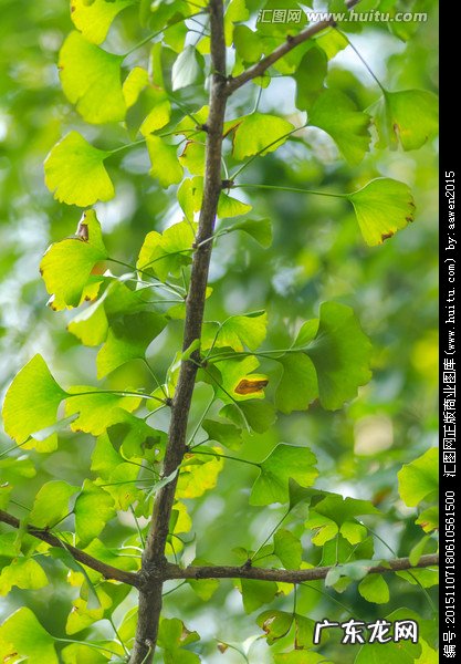 描写银杏叶的外形特点 银杏叶的外形描写