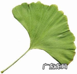 描写银杏叶的外形特点 银杏叶的外形描写