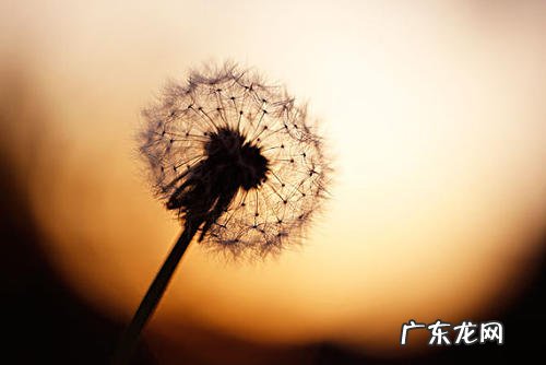 蒲公英的外貌描写的优美段落 关于蒲公英的外貌描写