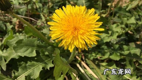 蒲公英治哪几种病 蒲公英专治十种病