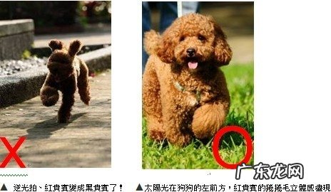 给小狗拍美照的2个小提示