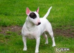 牛头梗犬的品种介绍