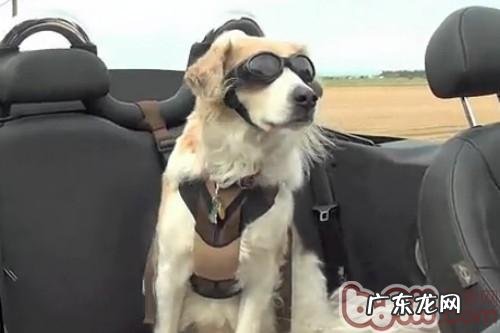 遗愿清单：小狗一生中不能错过了的50件事