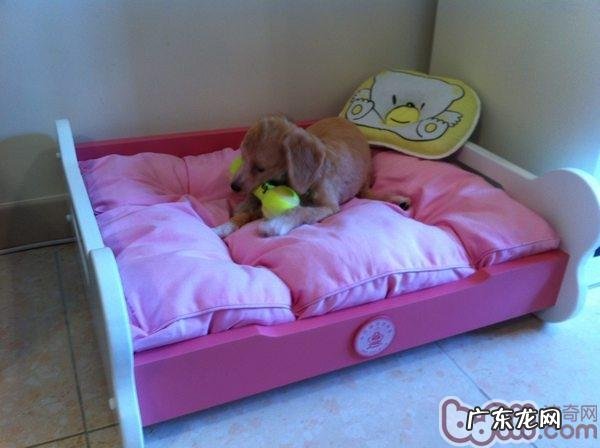 遗愿清单：小狗一生中不能错过了的50件事