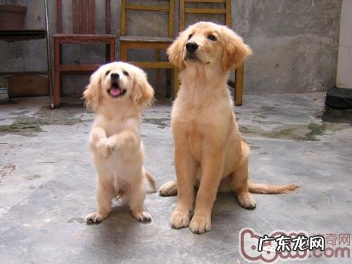 金毛能吃面条吗