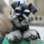 雪纳瑞头发的剪修頻率