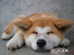 为秋田犬修毛的小窍门