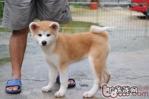 秋田犬有口臭怎么除去