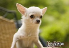 购买吉娃娃犬的常见问题