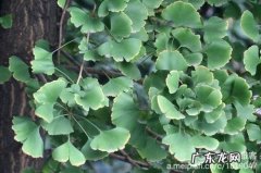 银杏树叶是什么样子 银杏叶长什么样子图片